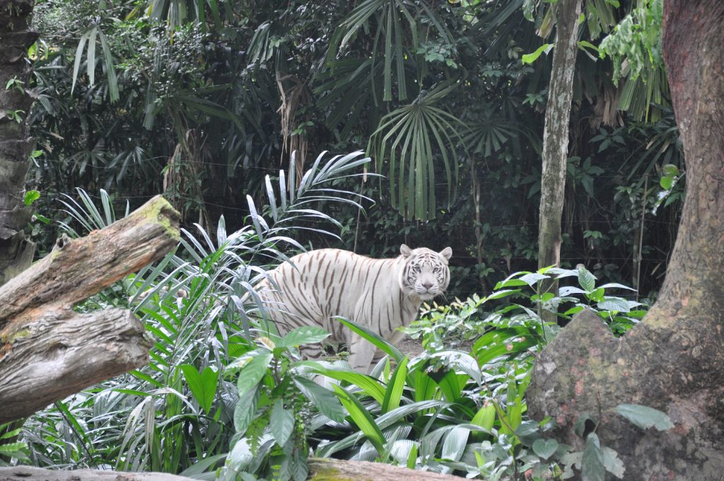 Spojrzenie białego tygrysa 