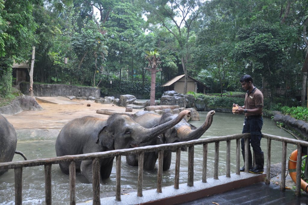 Słonie w zoo w Singapurze